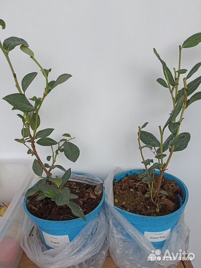 Голубика Мегас Блю, Ханна Чойс, Хурон горшок 2 л