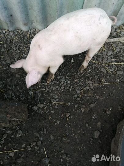 Поросенок ландрас