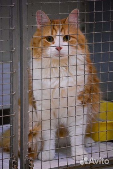 Кот Ярик в добрый дом