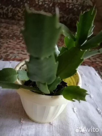 Декабрист красного, белого и розового цвета