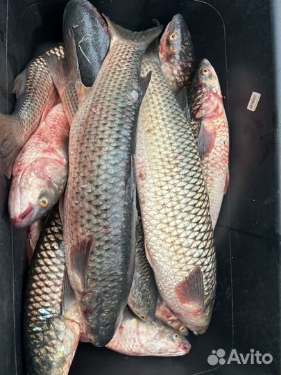 Рыба оптом