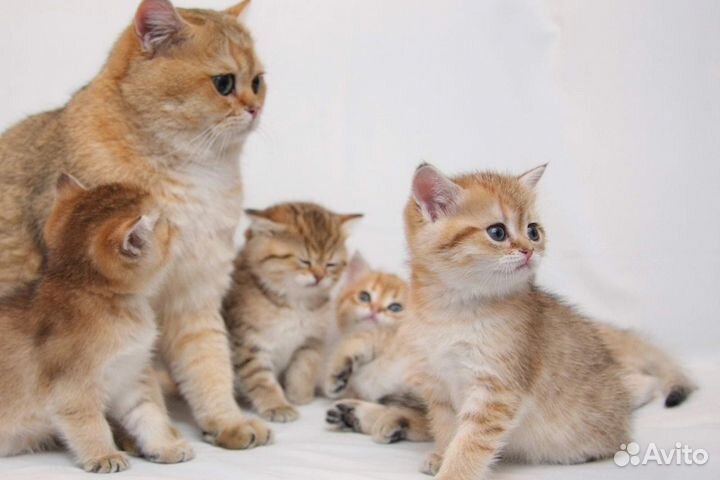 Шотландские котята
