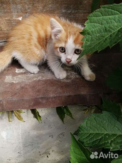 Кошка, бесплатно