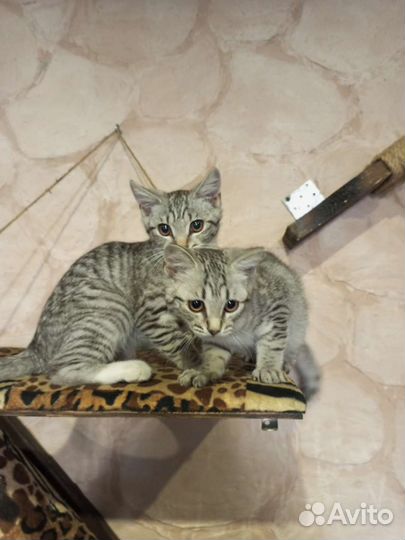 Кошечка от мышеловов