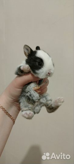 Вислоухие декоративные кролики