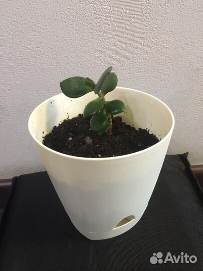 Толстянка в горшочке