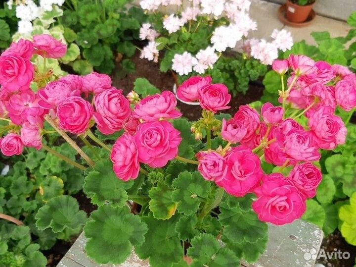 Срезы сортовых пеларгоний почтой