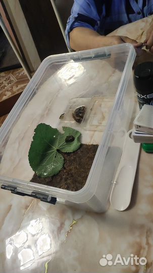 Улитки ахатины бесплатно