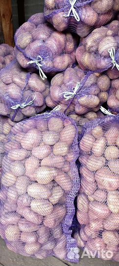 Продам картофель