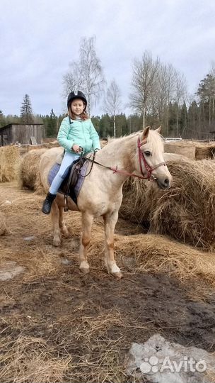 Бриджи детские для верховой езды Dublin