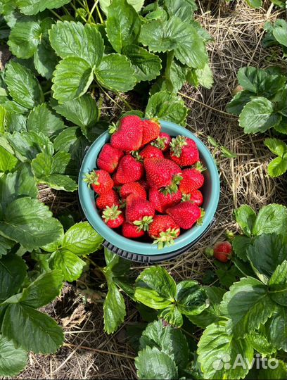 Сортовая рассада клубники, усы виктории. Азия