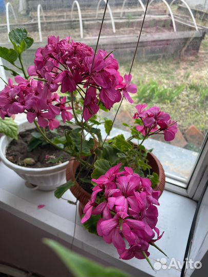 Пеларгония герань