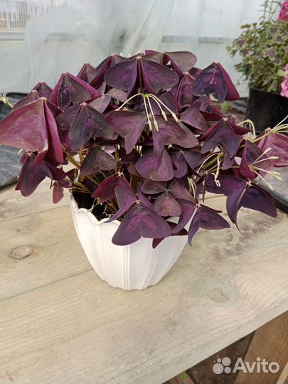 Комнатные растения