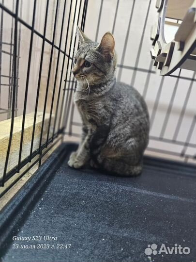 Котята в добрые руки москва маленькие