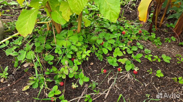 Почвопокровник. Усы.Доставлю