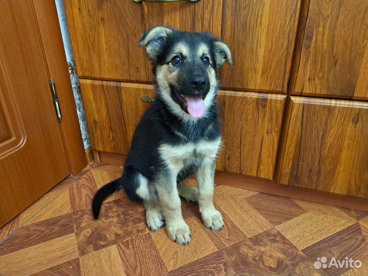 Самые милые щенки ищут заботливых хозяев