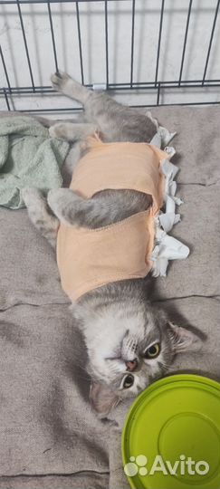 Кошка в добрые руки, бесплатно