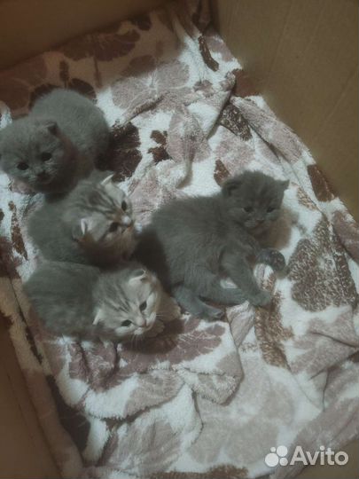 Шотландские котята