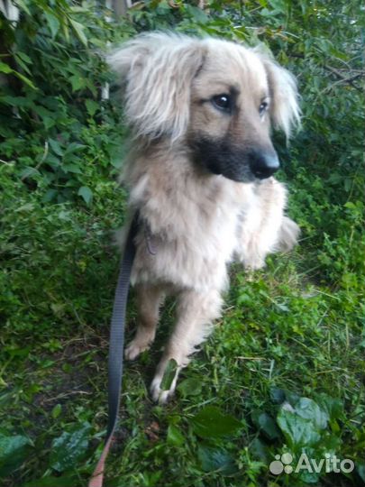 Собака кобель Арчи в хорошие руки бесплатно