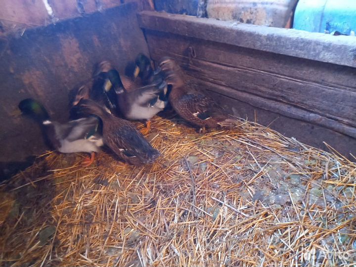 Утки подсадные для охоты