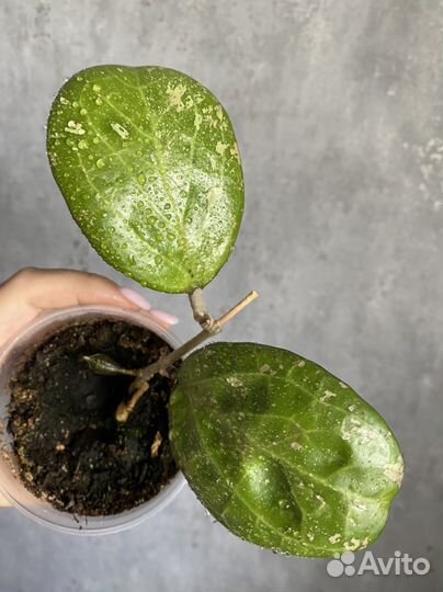 Хойя Мишель сплеш, Лакуноза Суперэскимо