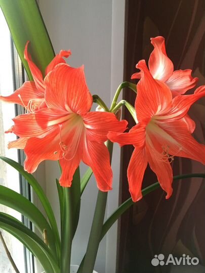 Комнатный цветок Гиппеаструм/ Пеперомия