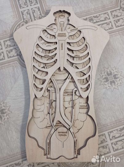 Пазл с органами человека