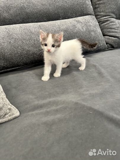 Котенок мальчик