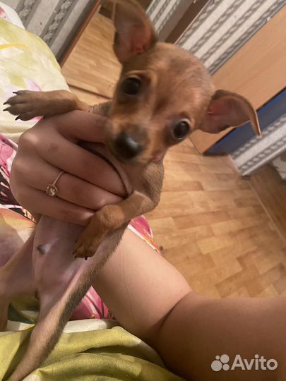 Мини той-терьер мальчик