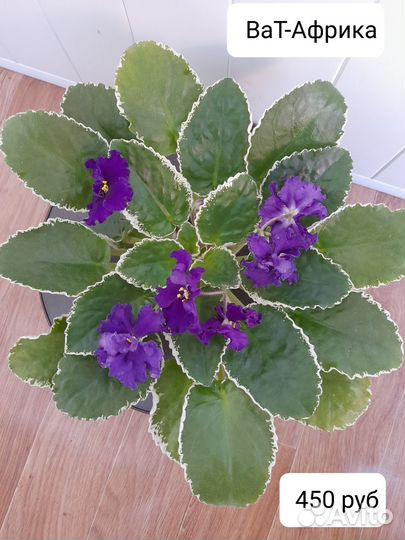 Фиалка сортовая