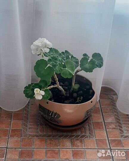 Герань пеларгония белая