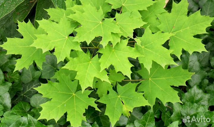 Рябина, клён остролистный, сосна, дуб, ясень