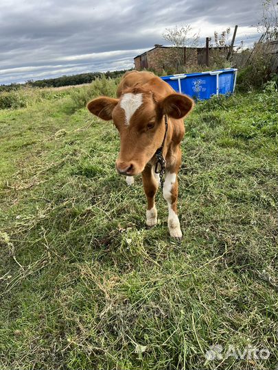 Телка 3.5 месяца