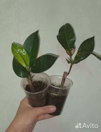 Кодиеумы разные, фикусы разные