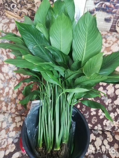 Спатифиллум(Женское счастье)