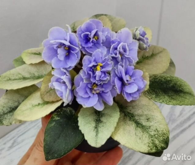 Фиалки сортовые (детки и стартеры)