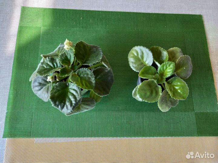 Фиалка белая цветущая, детки