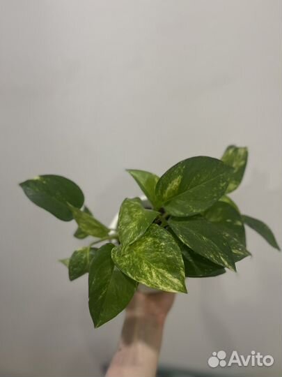 Сциндапсус в горшке