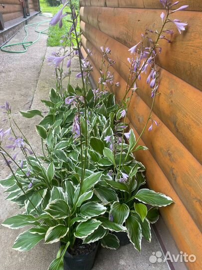 Хосты саженцы зкс