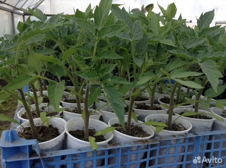 Рассада огурчиков Кураж,Герман и Китайский