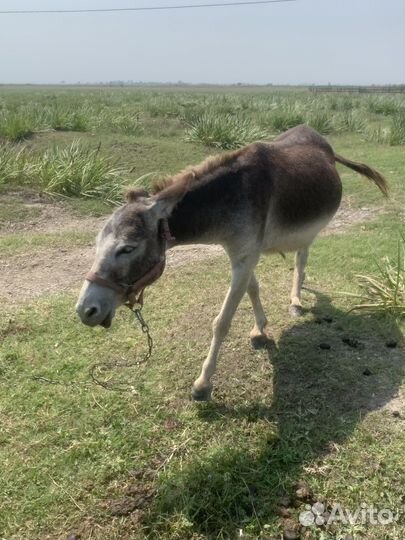 Осел,Ослы,Ослихи