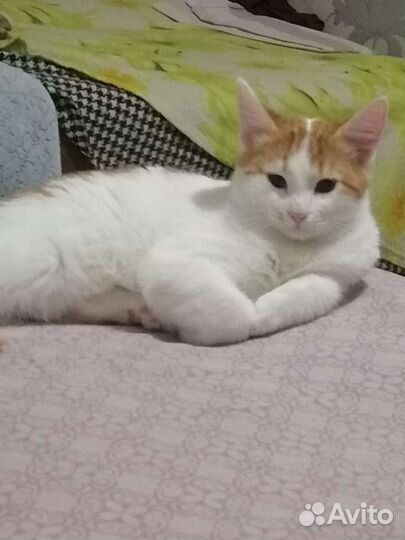 Котик-невдупленыш в самые нежные и добрые ручки