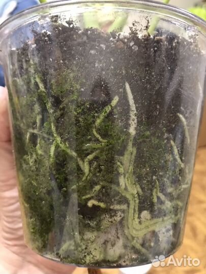 Антуриум Ливиум