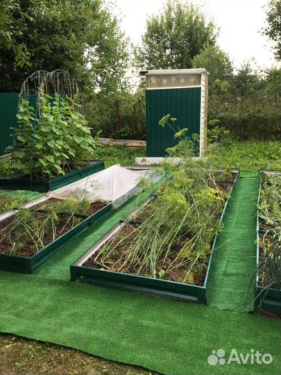 Семена укропа