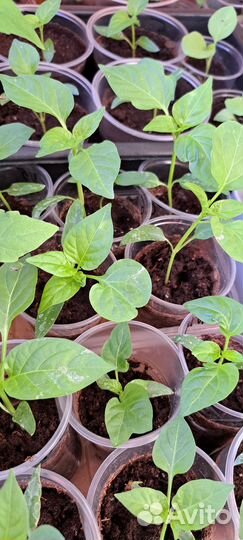 Перец болгарский рассада
