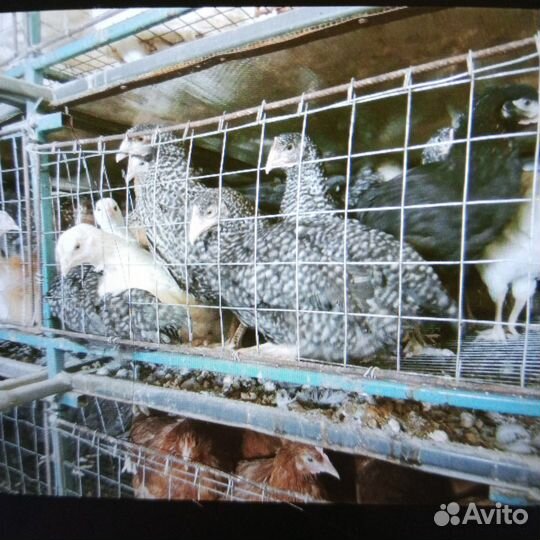 Продажа кур молодок