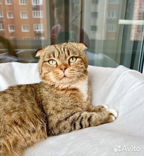 Вислоухий котик Оскар ищет дом, в добрые руки