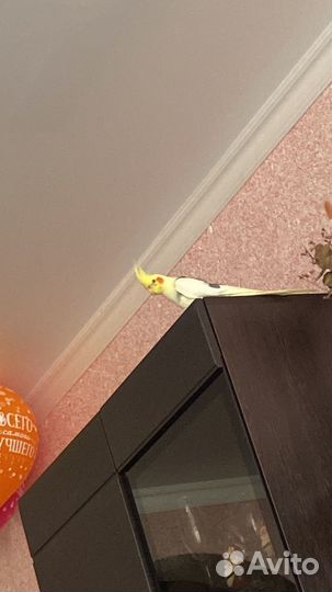 Попугай карелла с большой клеткой