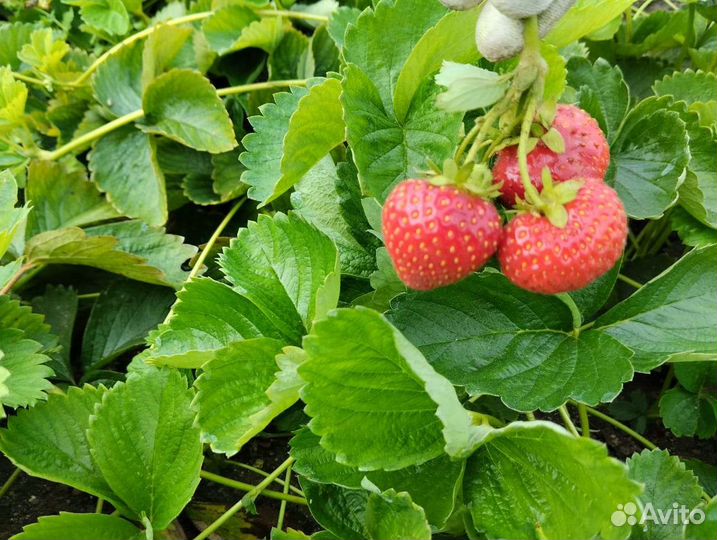 Клубника усы Элиане