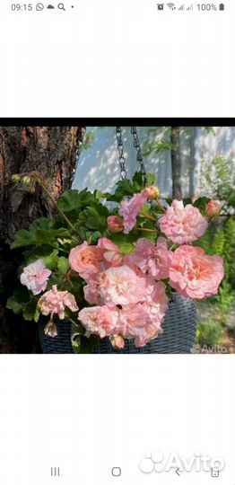 Герань пеларгония Леона Галактики